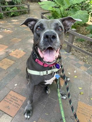 Royalty Rita, Adoptable, Adult Female Pit Bull Terrier & Mixed Breed.