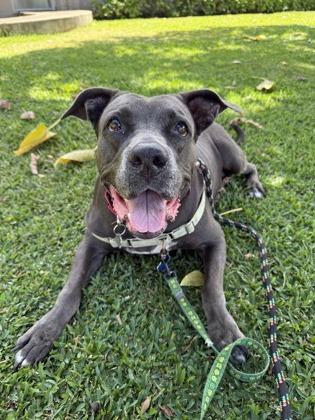 Royalty Rita, a Adoptable mixed breed in Honolulu, HI image 2/3