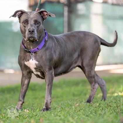 Enlarge Royalty Rita, a Adoptable mixed breed in Honolulu, HI image 6/6