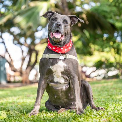 Royalty Rita, a Adoptable mixed breed in Honolulu, HI image 3/3