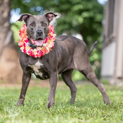 Enlarge Royalty Rita, a Adoptable mixed breed in Honolulu, HI image 3/3