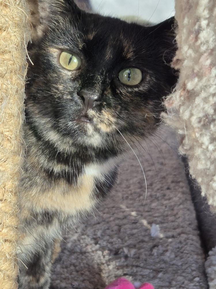 Gingerbread (Ginger), ADOPTABLE, Adult Female Domestic Short Hair.