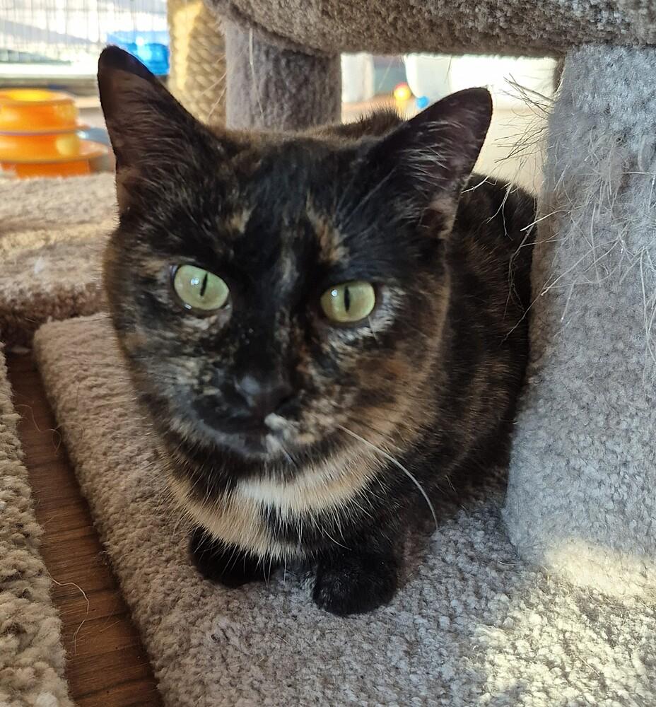 Enlarge Gingerbread (Ginger), a ADOPTABLE mixed breed in Wild Rose, WI image 3/4