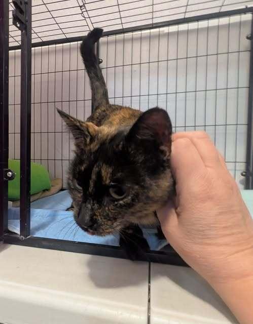 Enlarge Gingerbread (Ginger), a ADOPTABLE mixed breed in Wild Rose, WI image 4/4