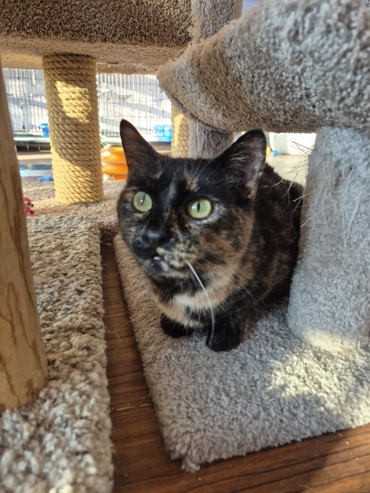 Enlarge Gingerbread (Ginger), a ADOPTABLE mixed breed in Wild Rose, WI image 2/4