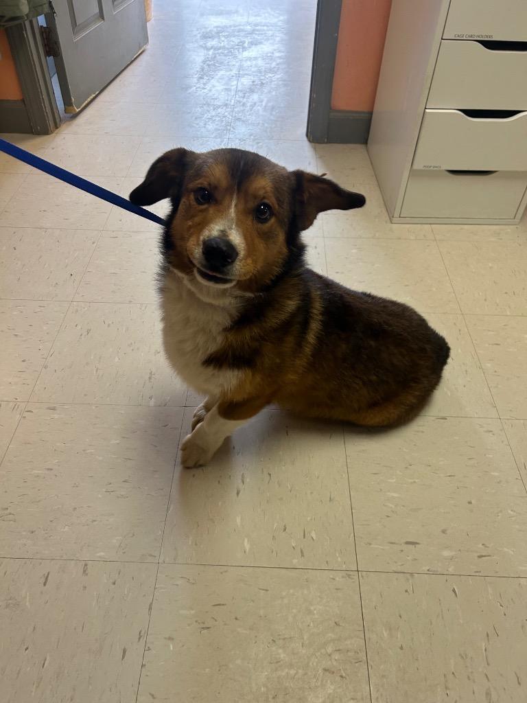 Frankie, Adoptable, Adult Male Corgi & Australian Shepherd.