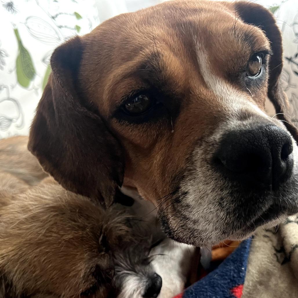 Enlarge Millie, a Adoptable mixed breed in Southington, OH image 1/4