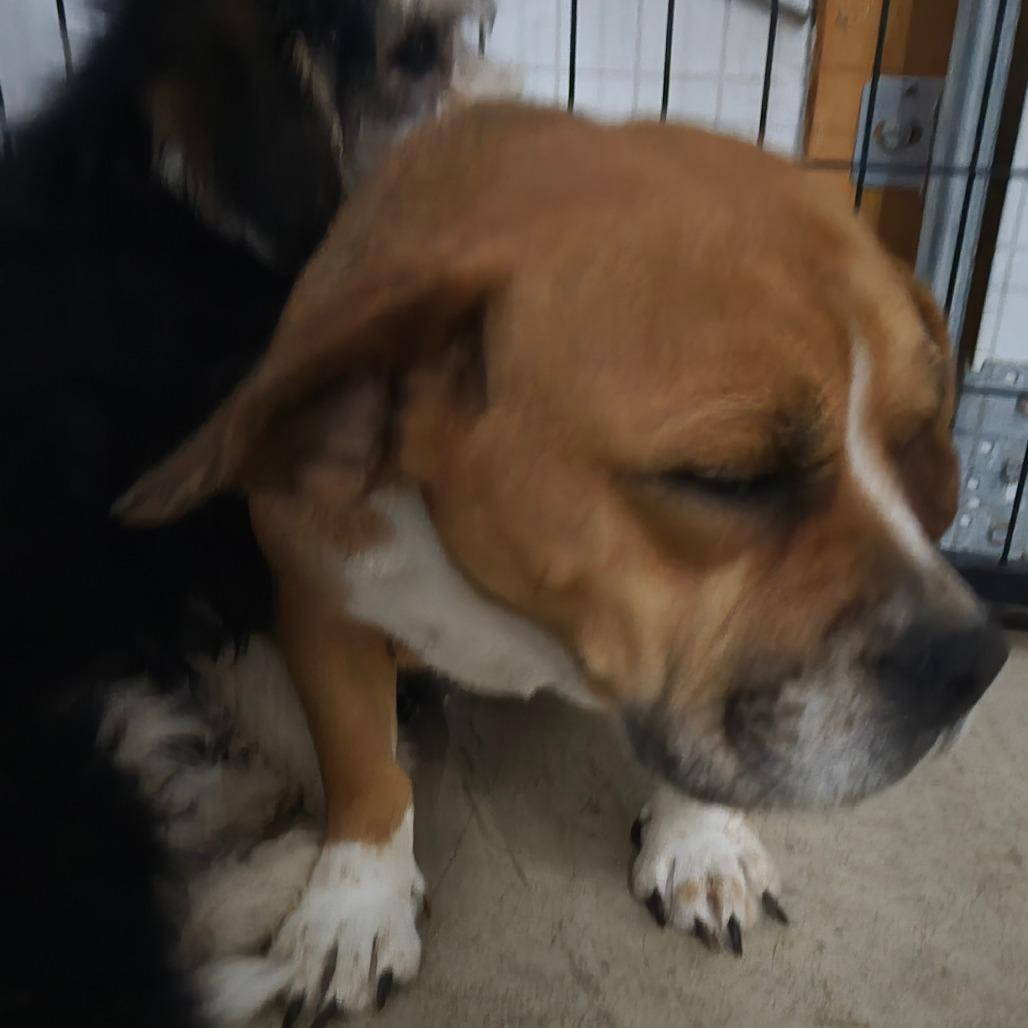 Enlarge Millie, a Adoptable mixed breed in Southington, OH image 1/3