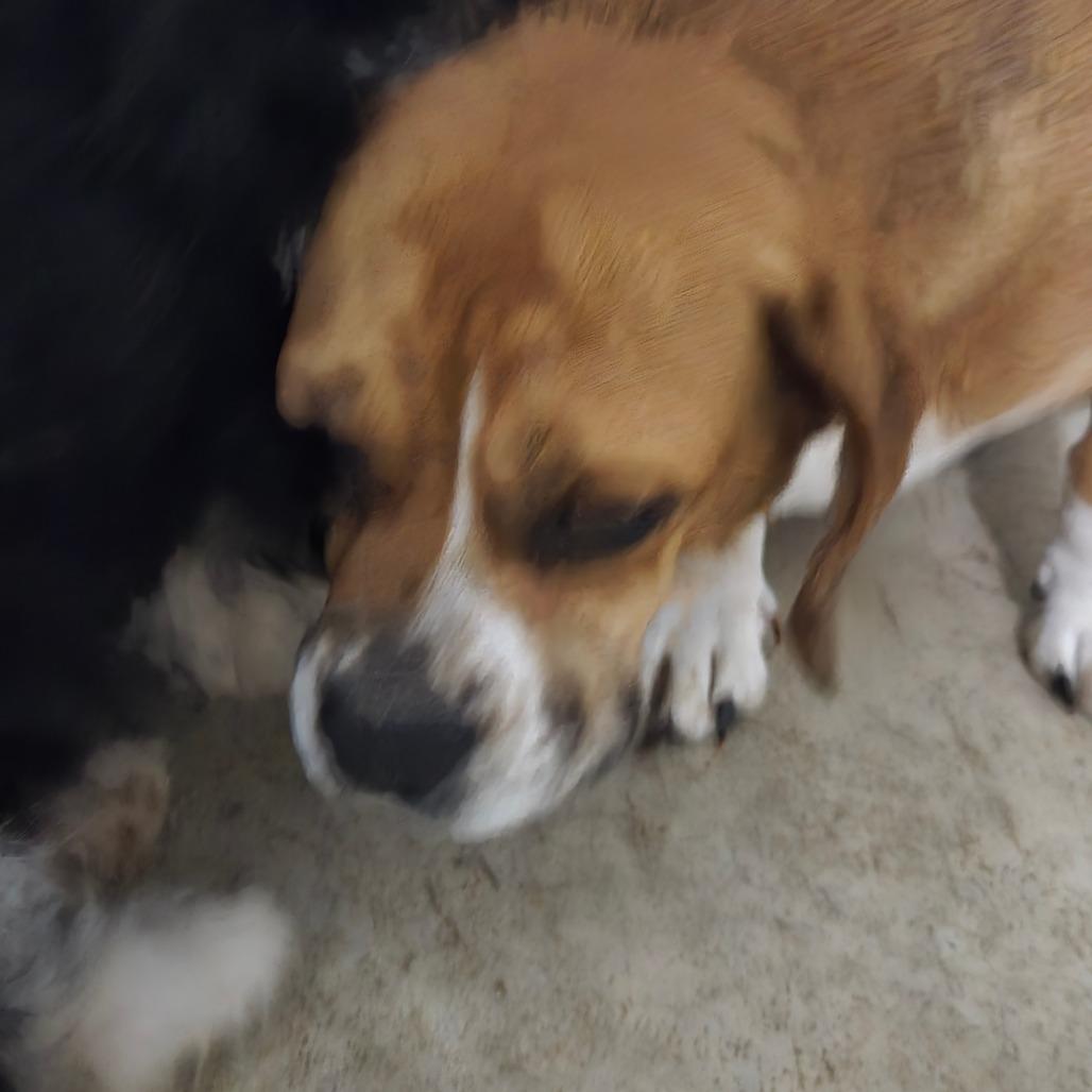 Enlarge Millie, a Adoptable mixed breed in Southington, OH image 2/3