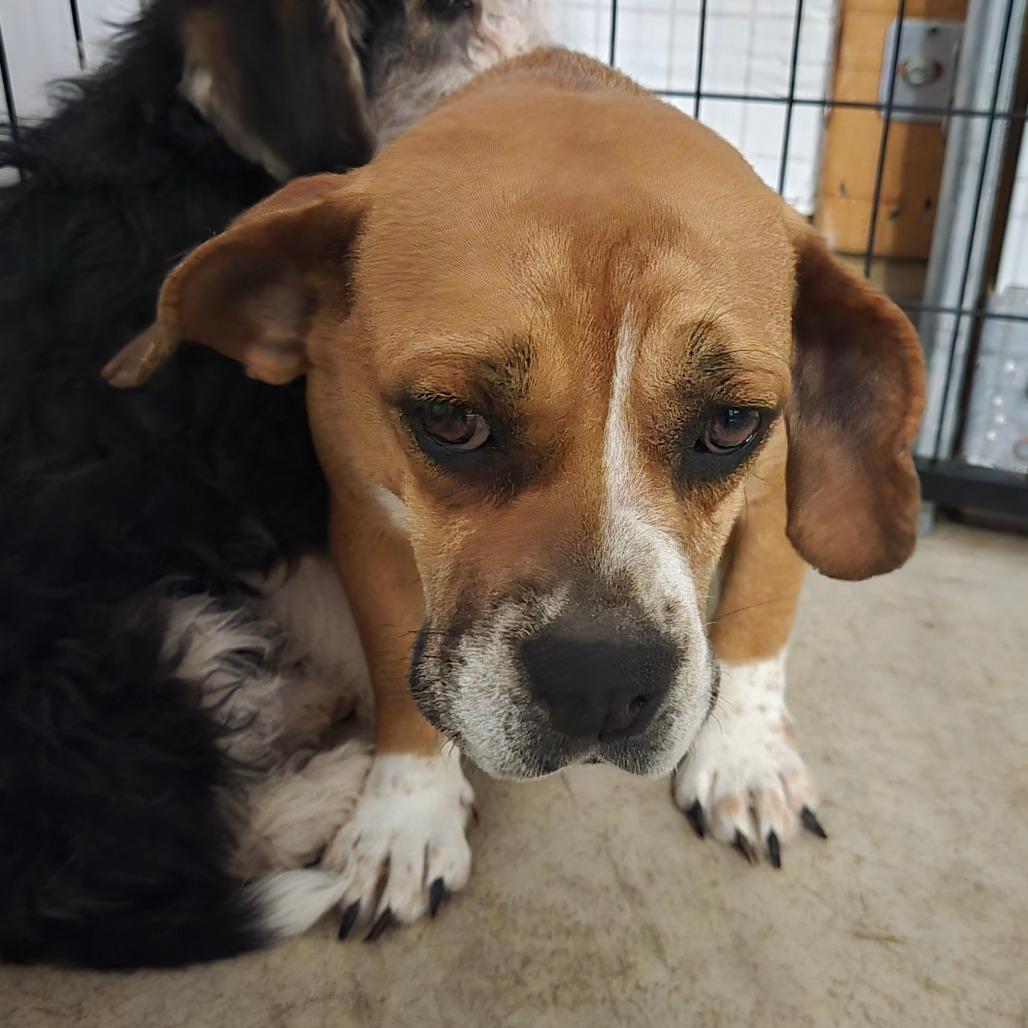 Enlarge Millie, a Adoptable mixed breed in Southington, OH image 3/3