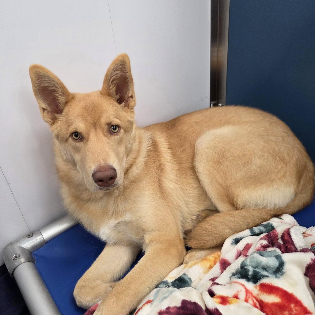 Arizona, Adoptable, Young Female Husky & Mixed Breed.