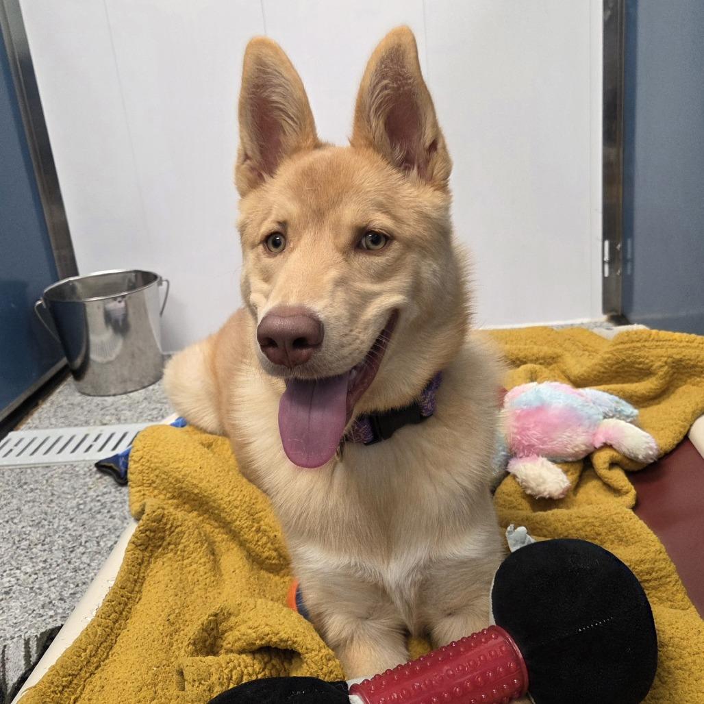 Arizona, a Adoptable mixed breed in Saskatoon, SK image 2/4