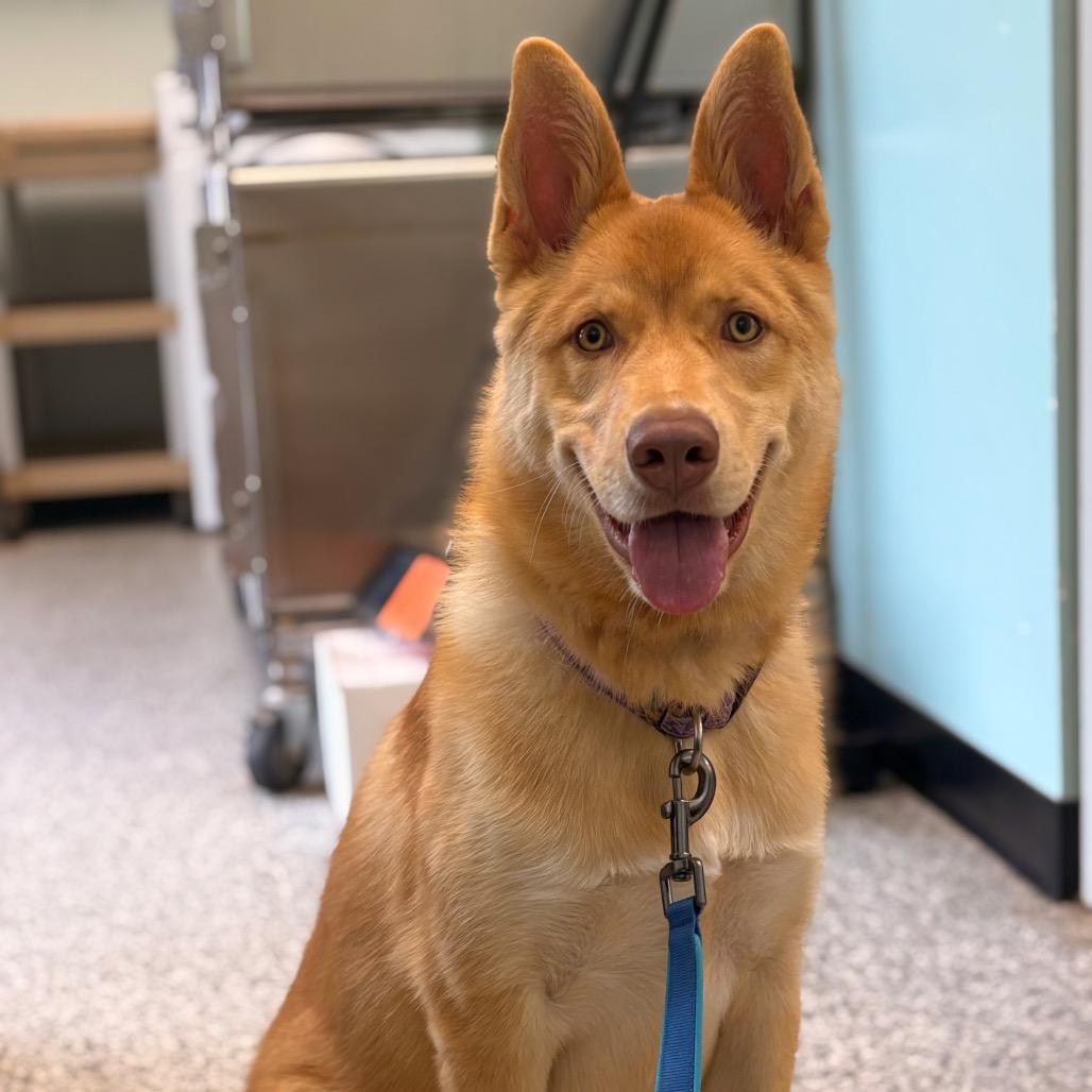 Arizona, a Adoptable mixed breed in Saskatoon, SK image 3/4