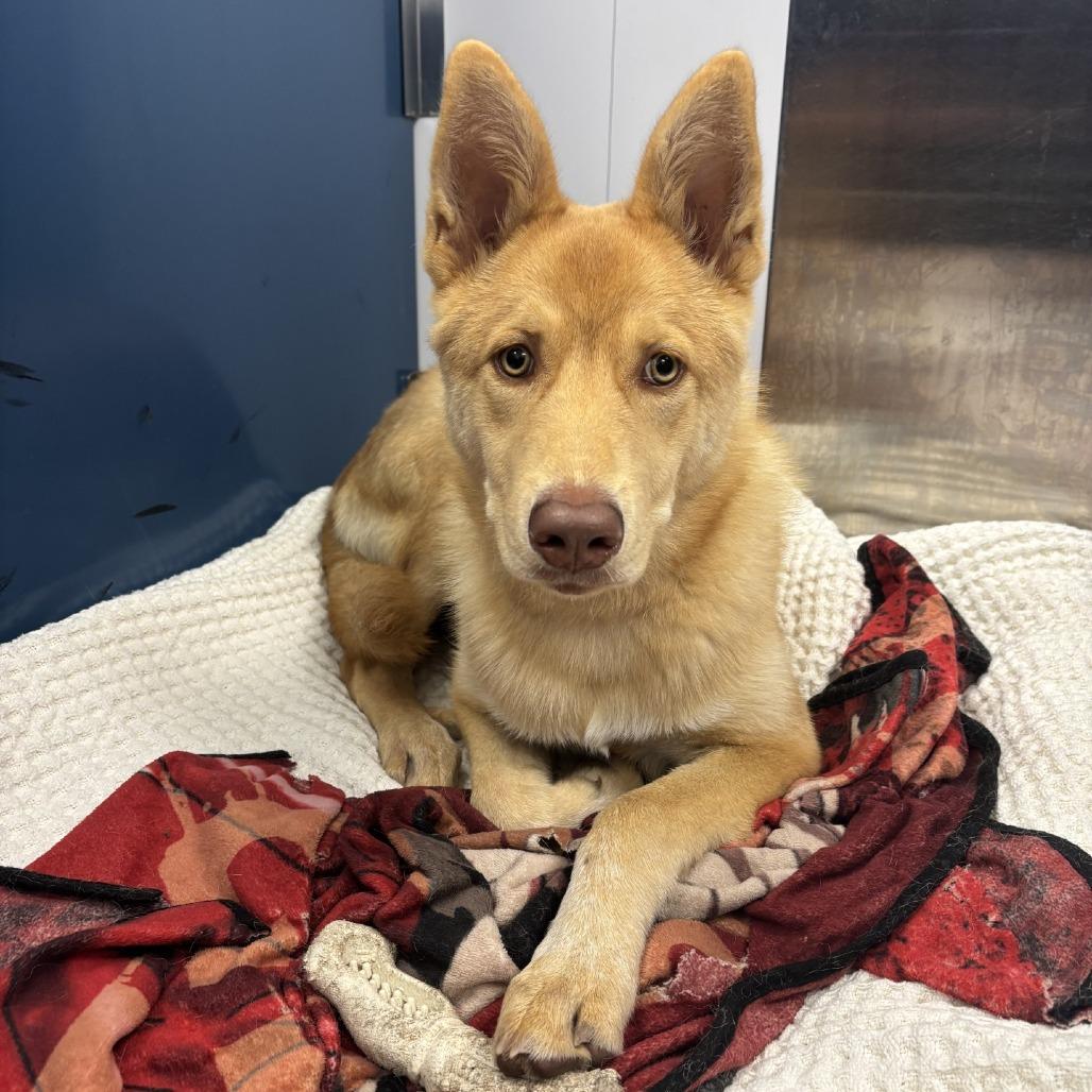 Arizona, a Adoptable mixed breed in Saskatoon, SK image 4/4