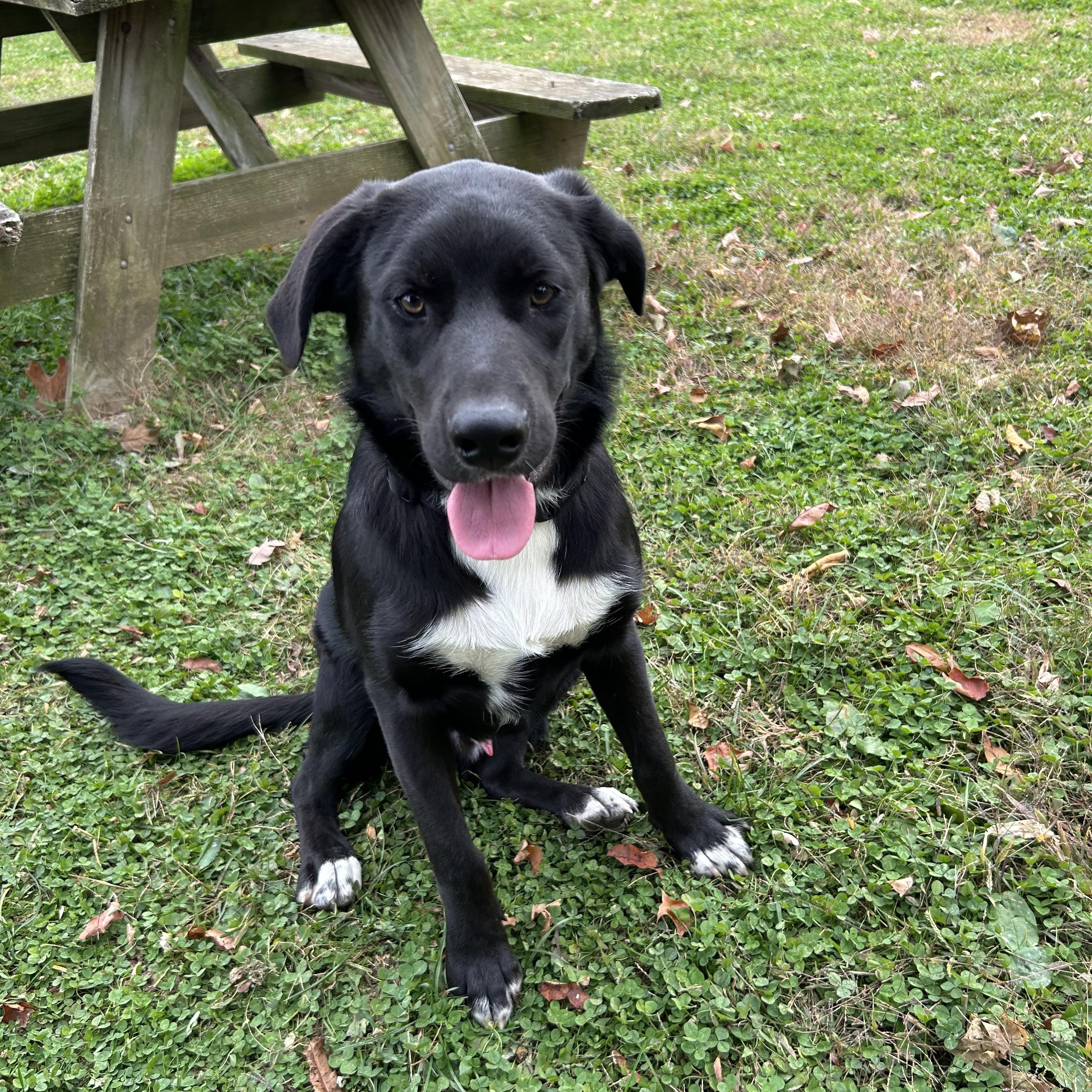Mack, Adoptable, Young Male Retriever.