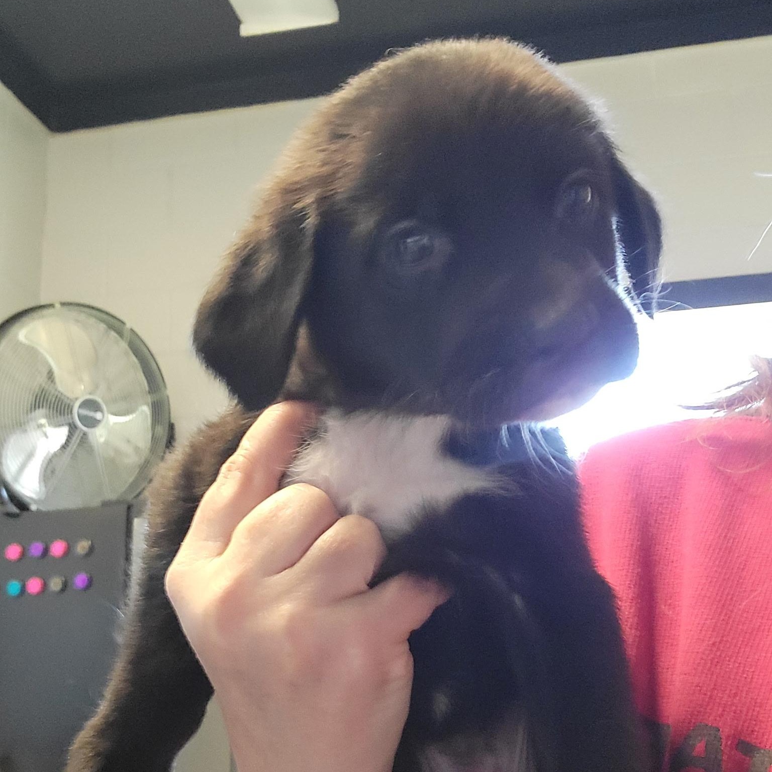 Enlarge Mack, a Adoptable mixed breed in West Grove, PA image 4/4