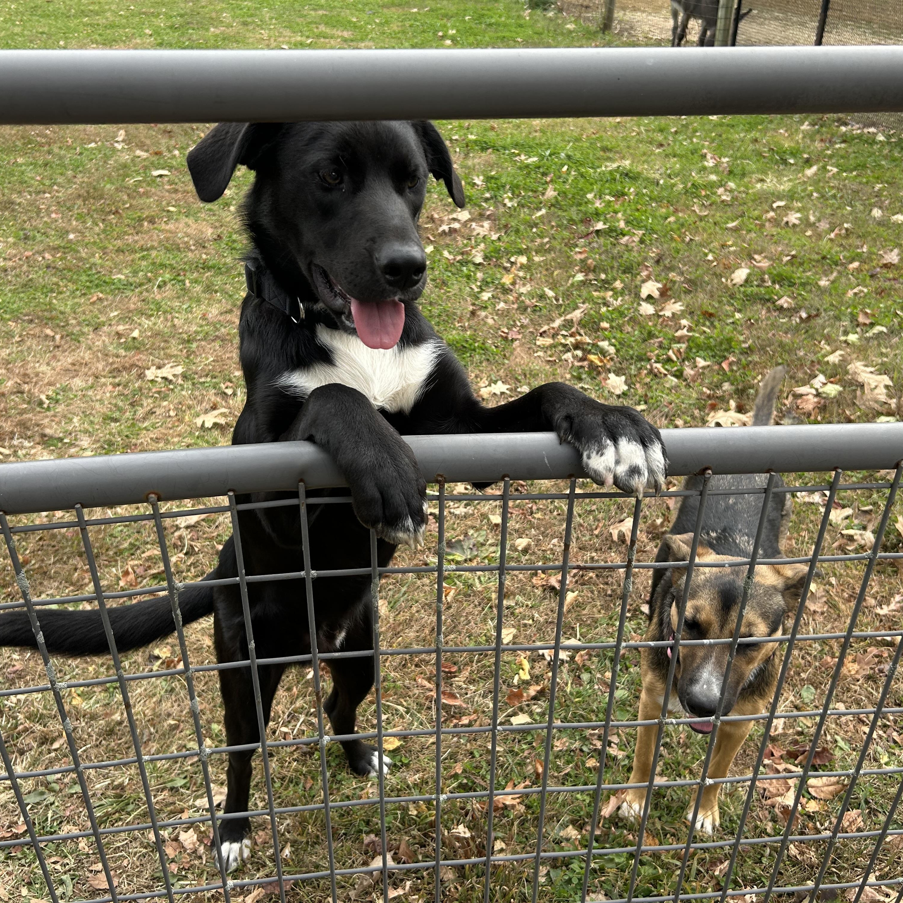 Enlarge Mack, a Adoptable mixed breed in West Grove, PA image 2/4