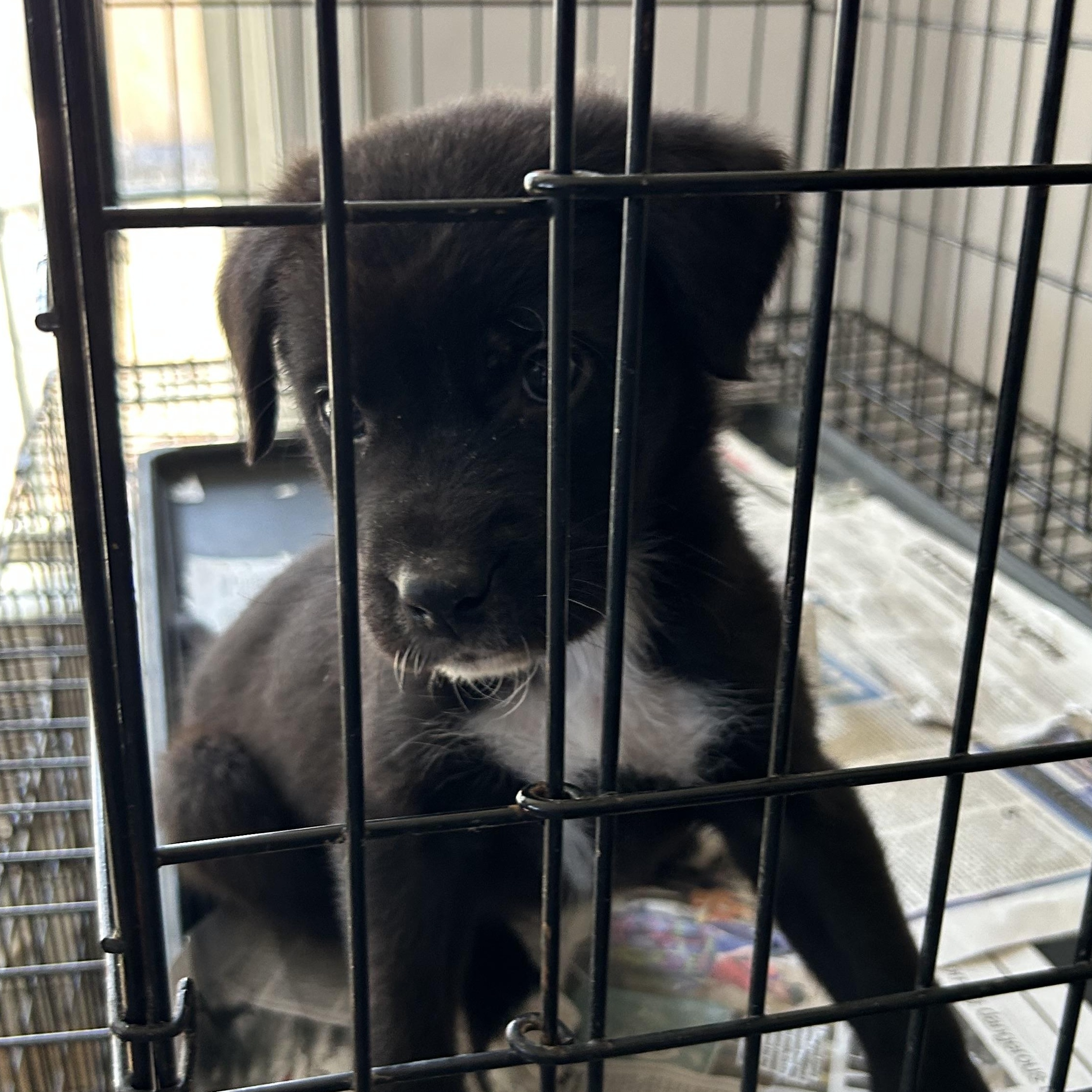 Enlarge Mack, a Adoptable mixed breed in West Grove, PA image 3/4