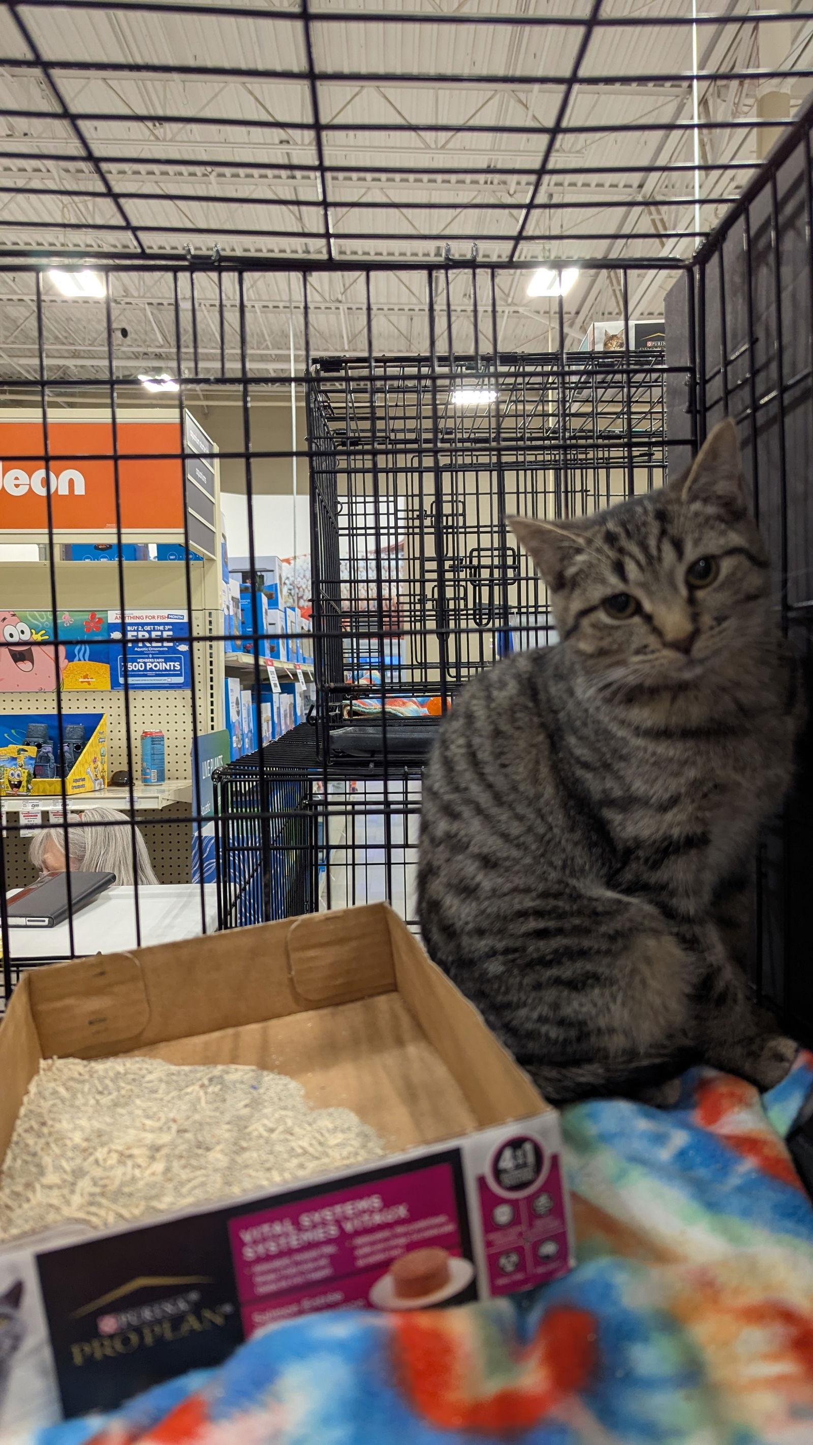 Enlarge Pistachio 7186, a Adoptable Domestic Short Hair in Locust Grove, VA image 1/2