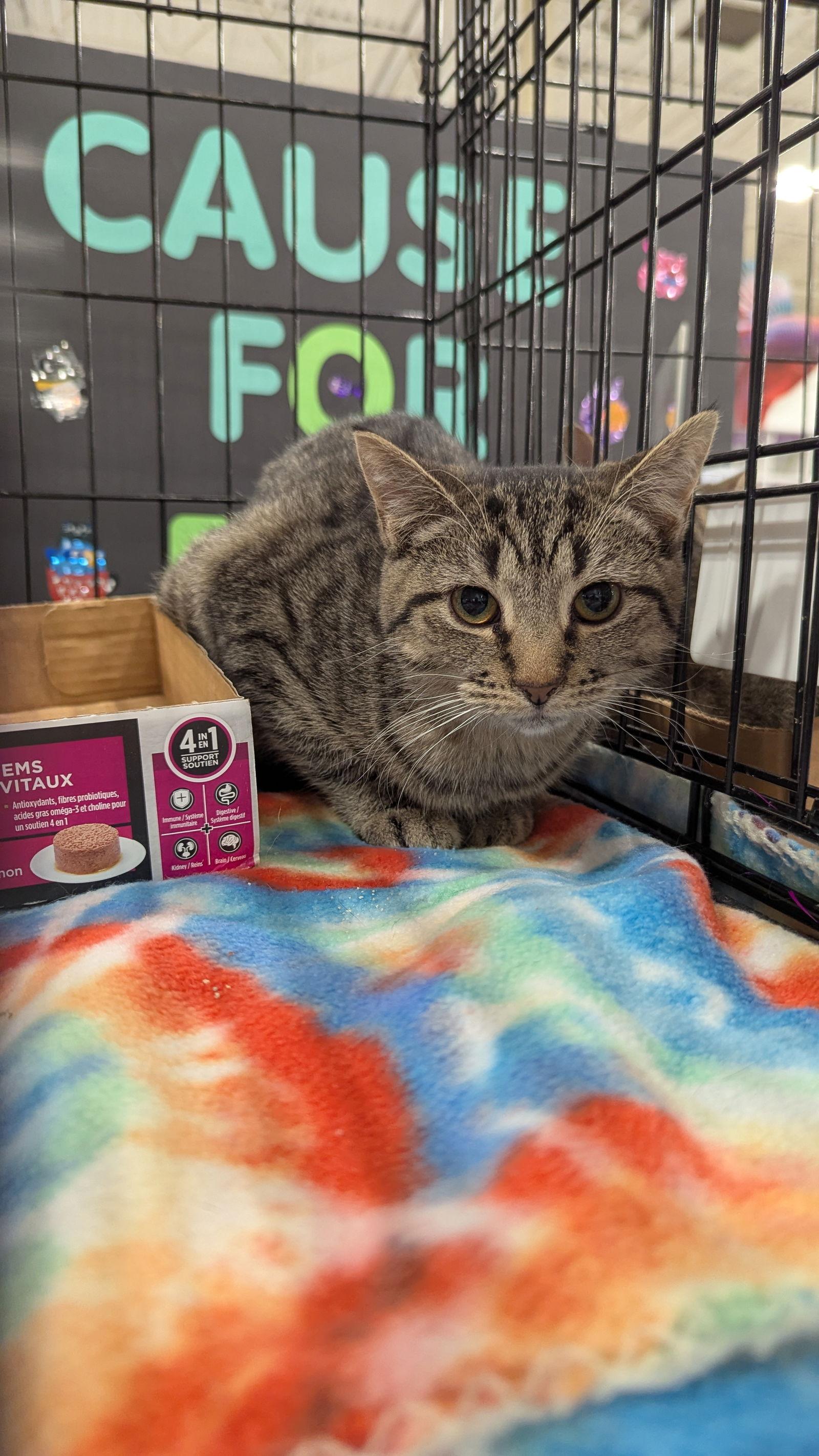 Enlarge Pistachio 7186, a Adoptable Domestic Short Hair in Locust Grove, VA image 2/2