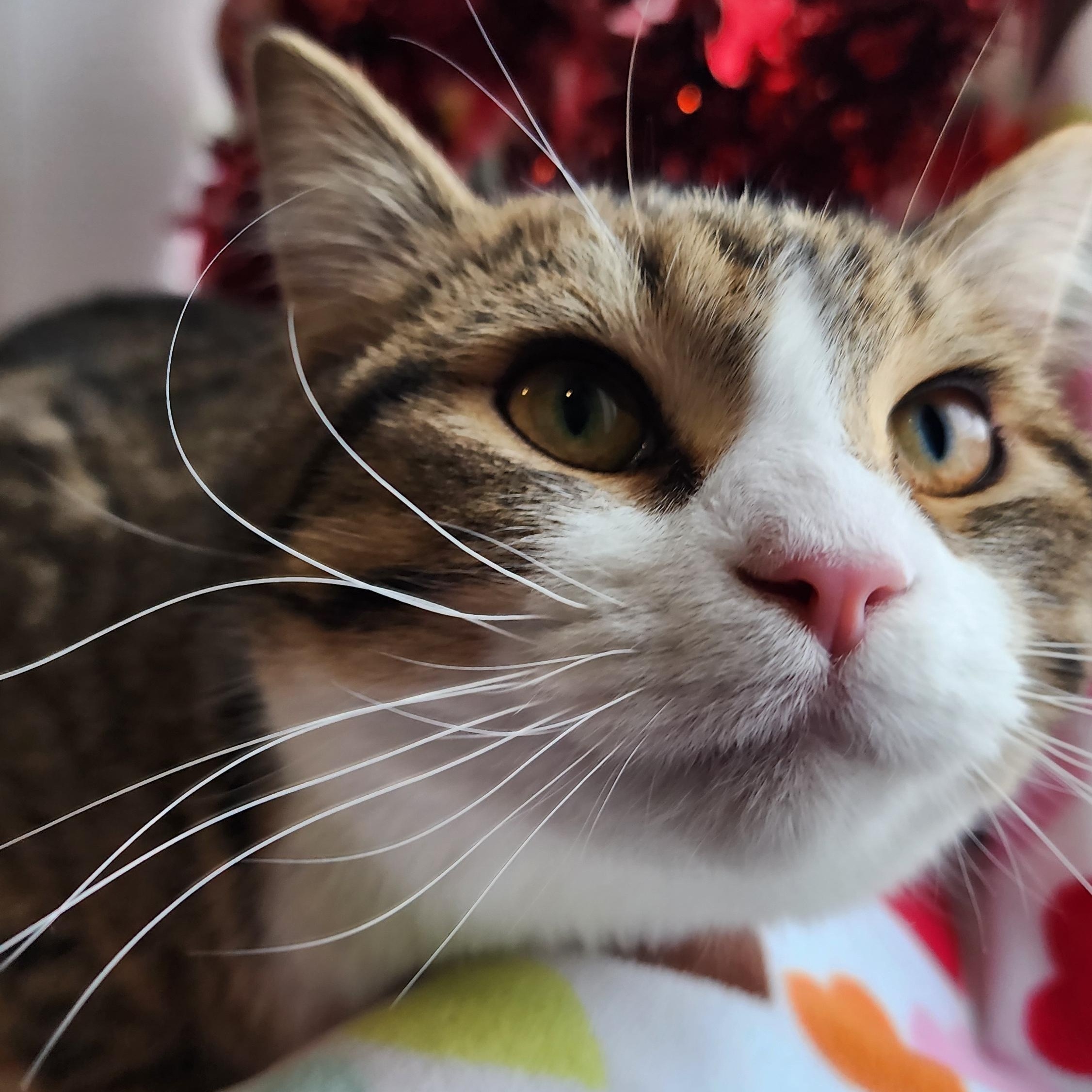 Enlarge Gene, a ADOPTABLE Domestic Short Hair in Ely, MN image 2/3