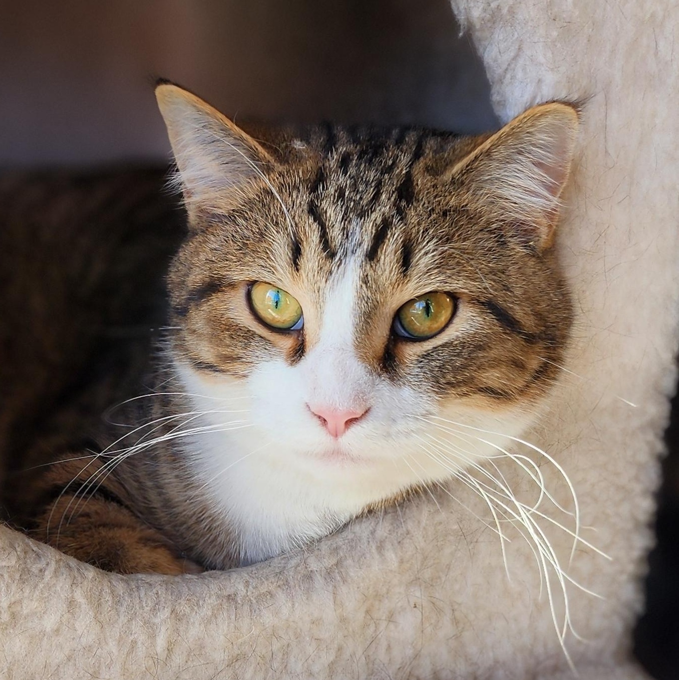 Gene, ADOPTABLE, Young Male Domestic Short Hair.