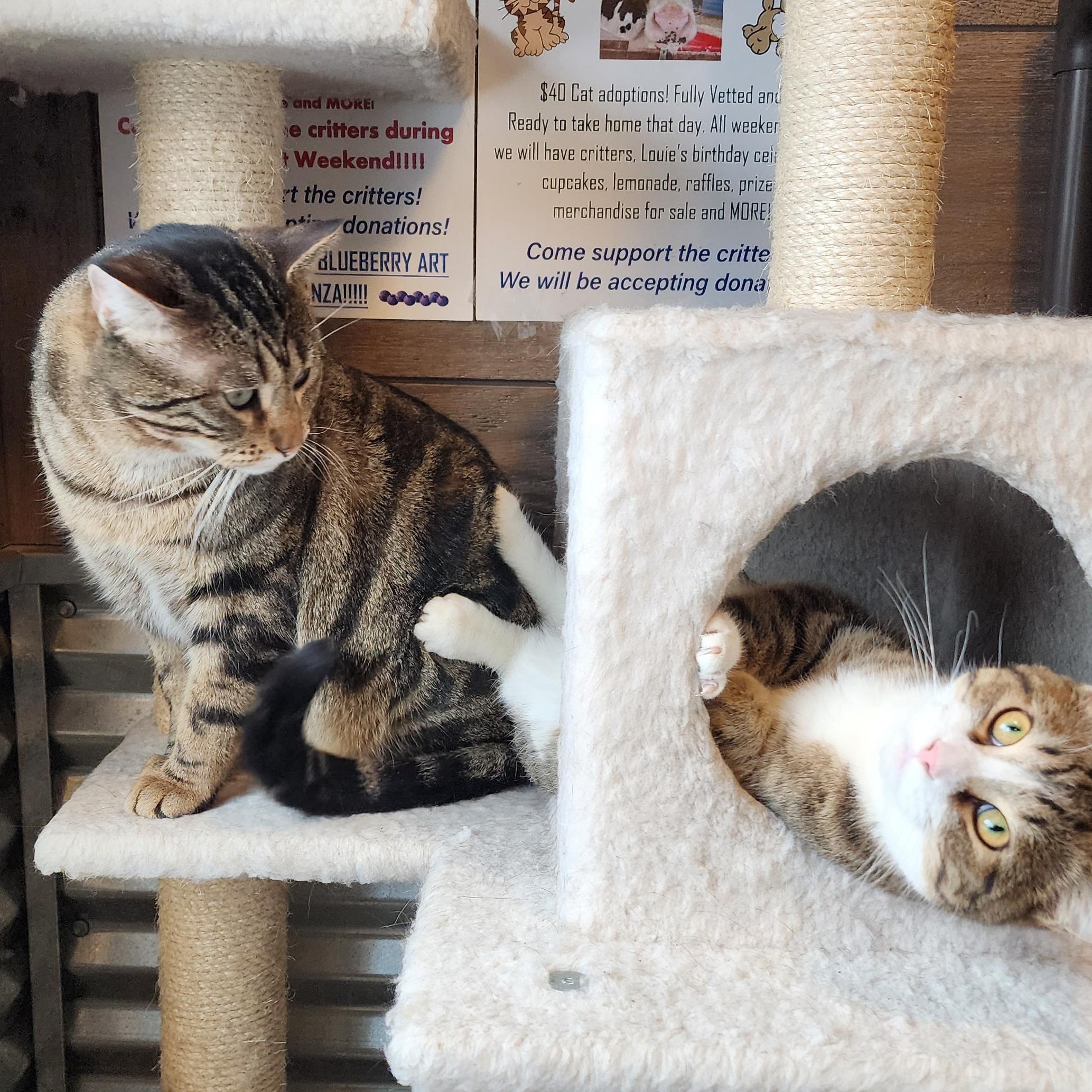 Enlarge Gene, a ADOPTABLE Domestic Short Hair in Ely, MN image 3/3