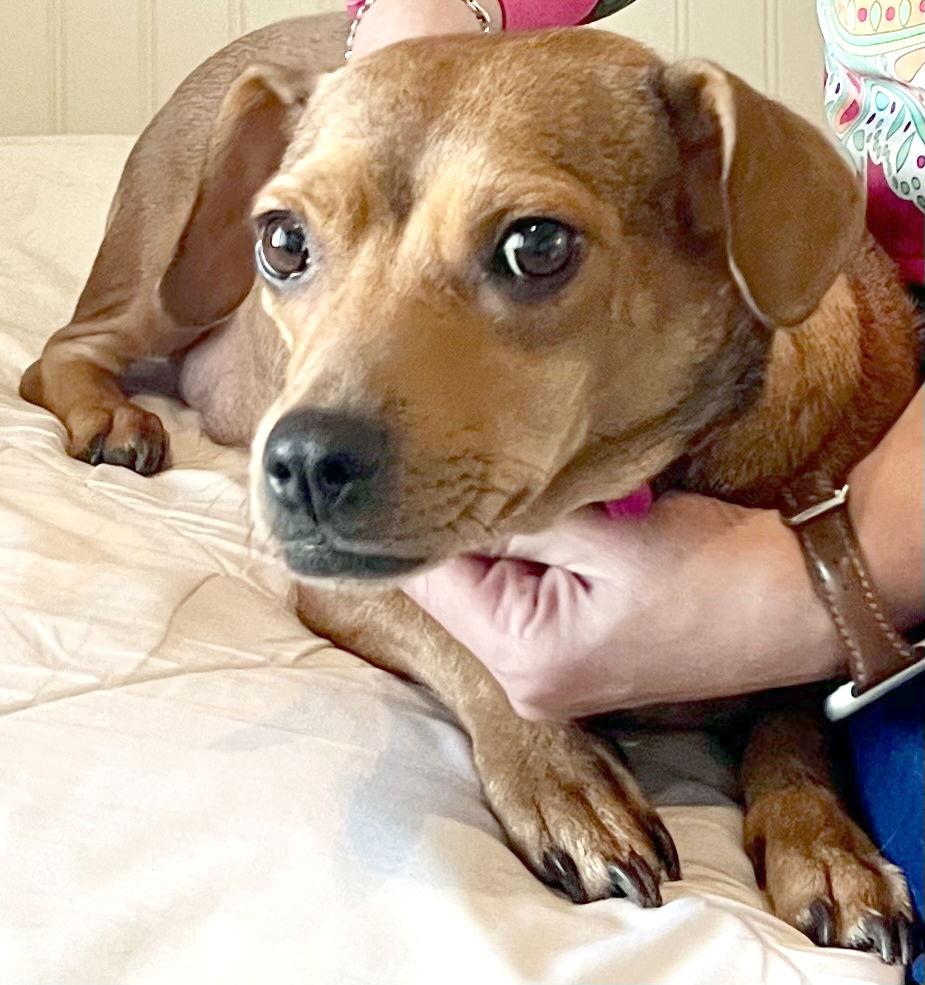 Peanut, Adoptable, Adult Female Dachshund & Terrier.
