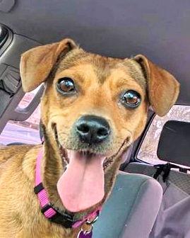 Peanut, a Adoptable mixed breed in Corona, CA image 2/3