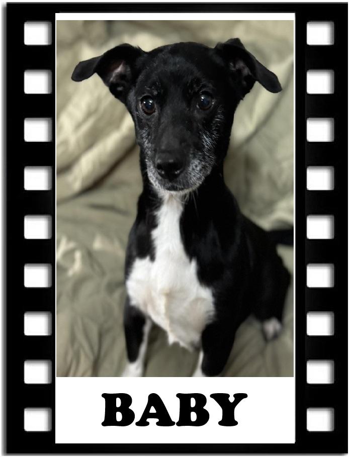 Baby, Adoptable, Adult Female Chihuahua.