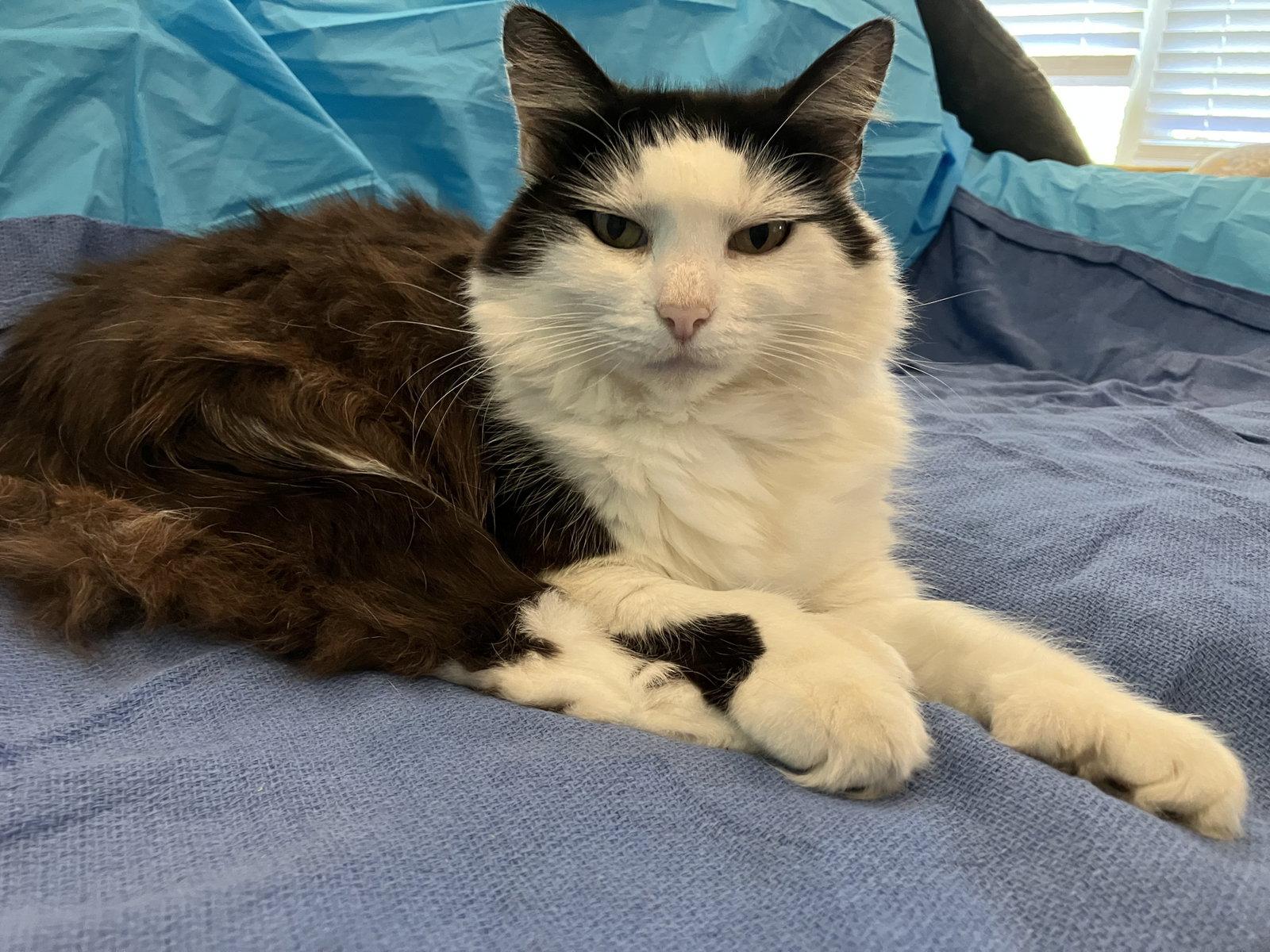 Enlarge Mittens *Courtesy Listing*, a Adoptable mixed breed in Cookeville, TN image 1/3