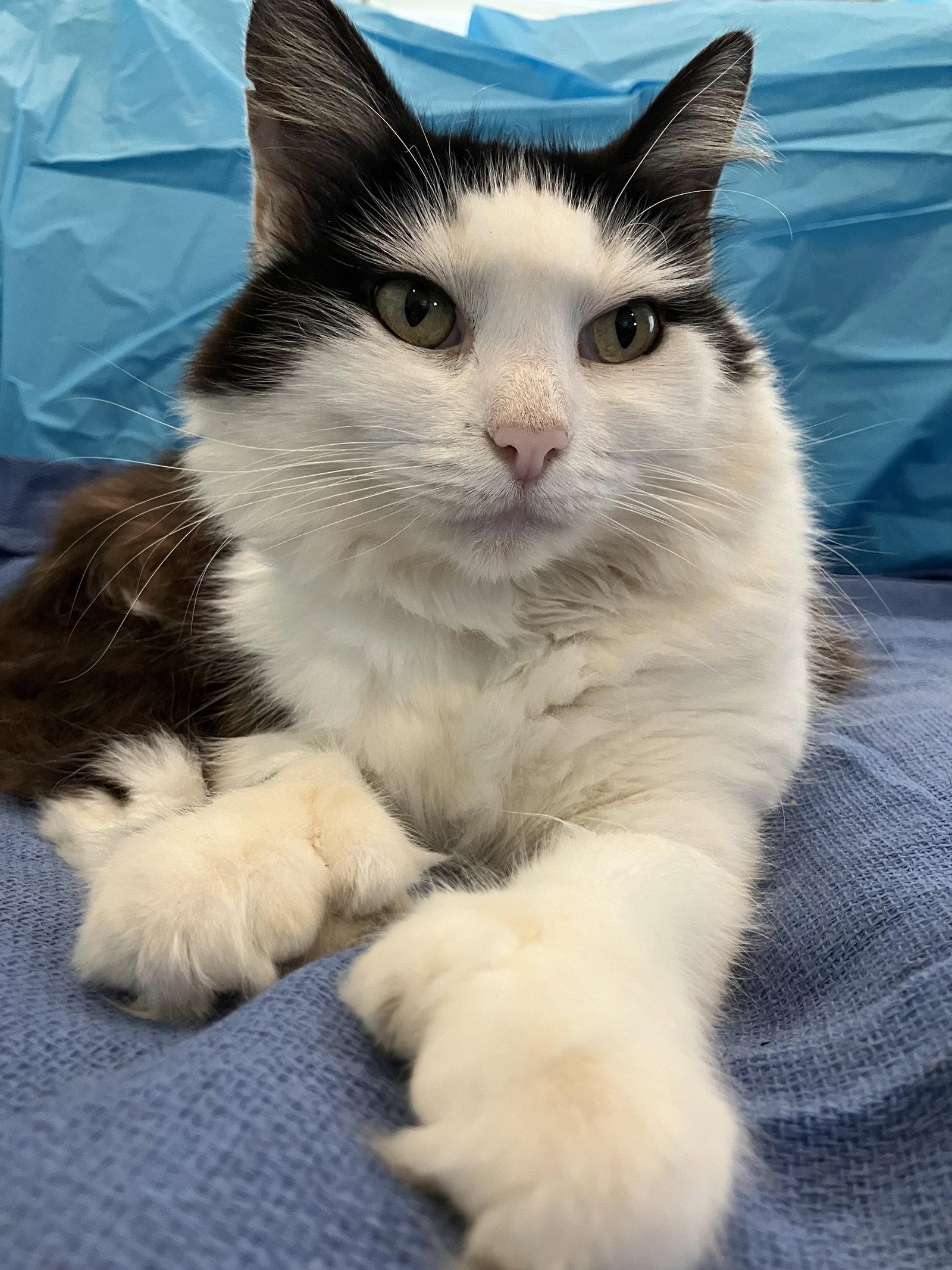 Enlarge Mittens *Courtesy Listing*, a Adoptable mixed breed in Cookeville, TN image 2/3