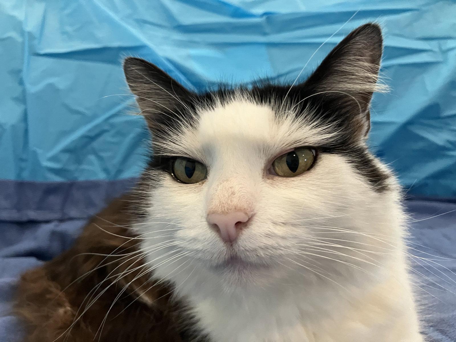 Enlarge Mittens *Courtesy Listing*, a Adoptable mixed breed in Cookeville, TN image 3/3