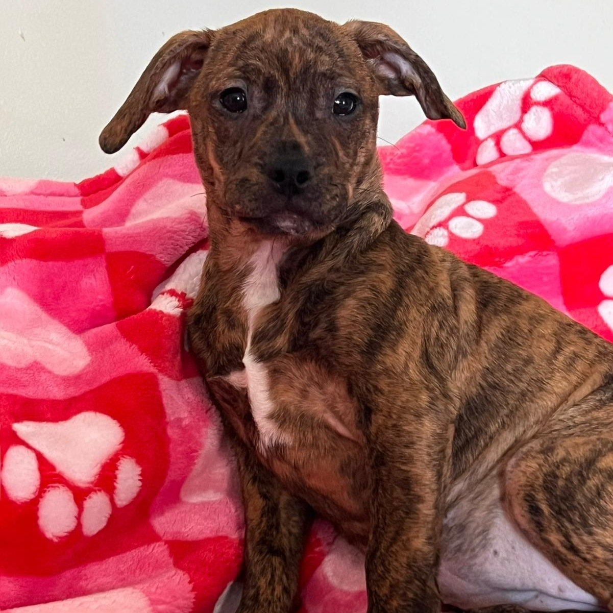 Enlarge Careen, a Adoptable mixed breed in Midland, MI image 2/4