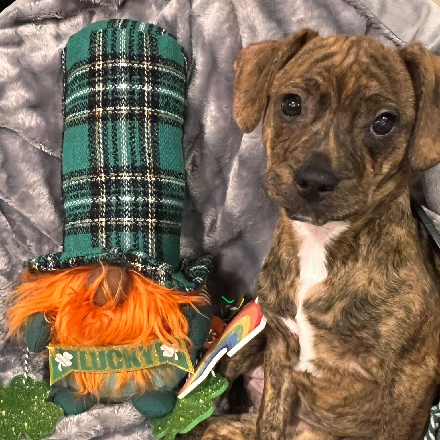 Enlarge Careen, a Adoptable mixed breed in Midland, MI image 1/4