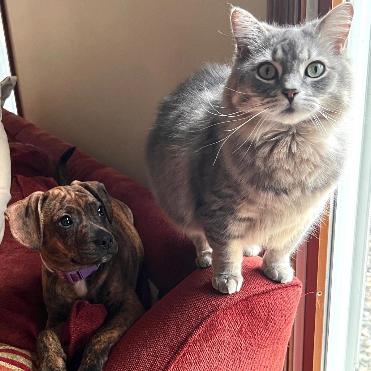 Enlarge Careen, an adopted mixed breed in Midland, MI image 3/6