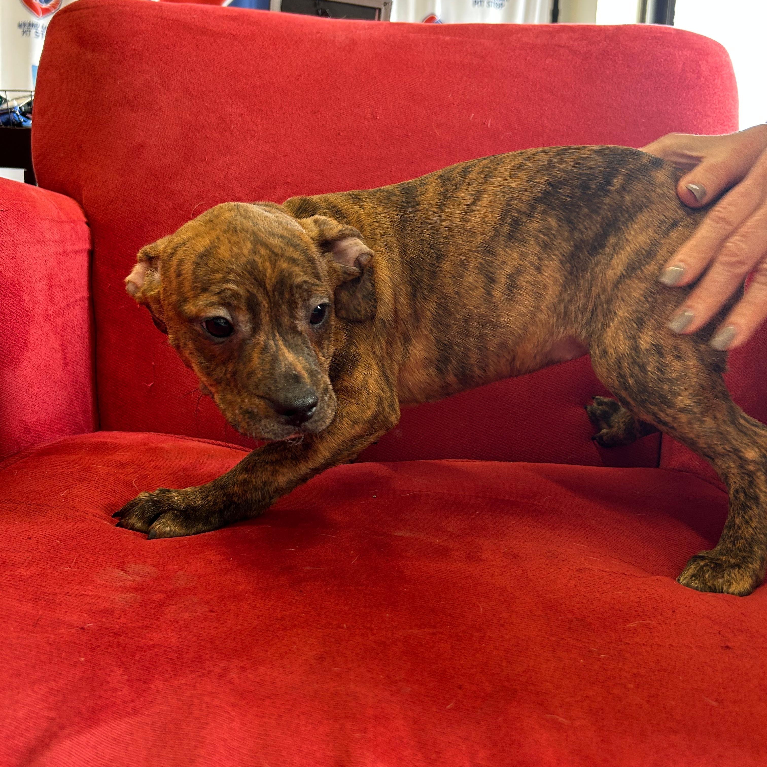 Enlarge Careen, a Adoptable mixed breed in Midland, MI image 4/4