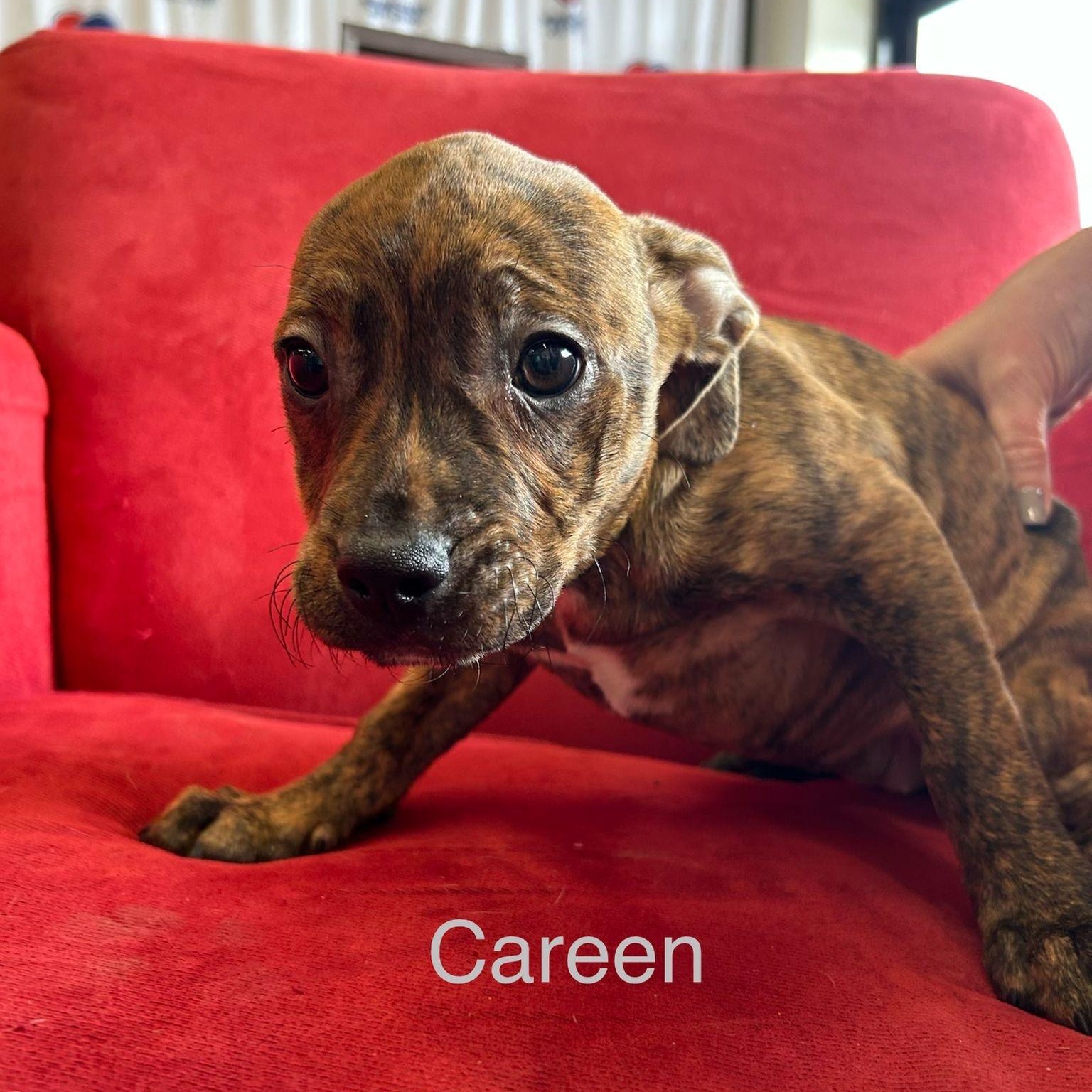 Enlarge Careen, a Adoptable mixed breed in Midland, MI image 3/4