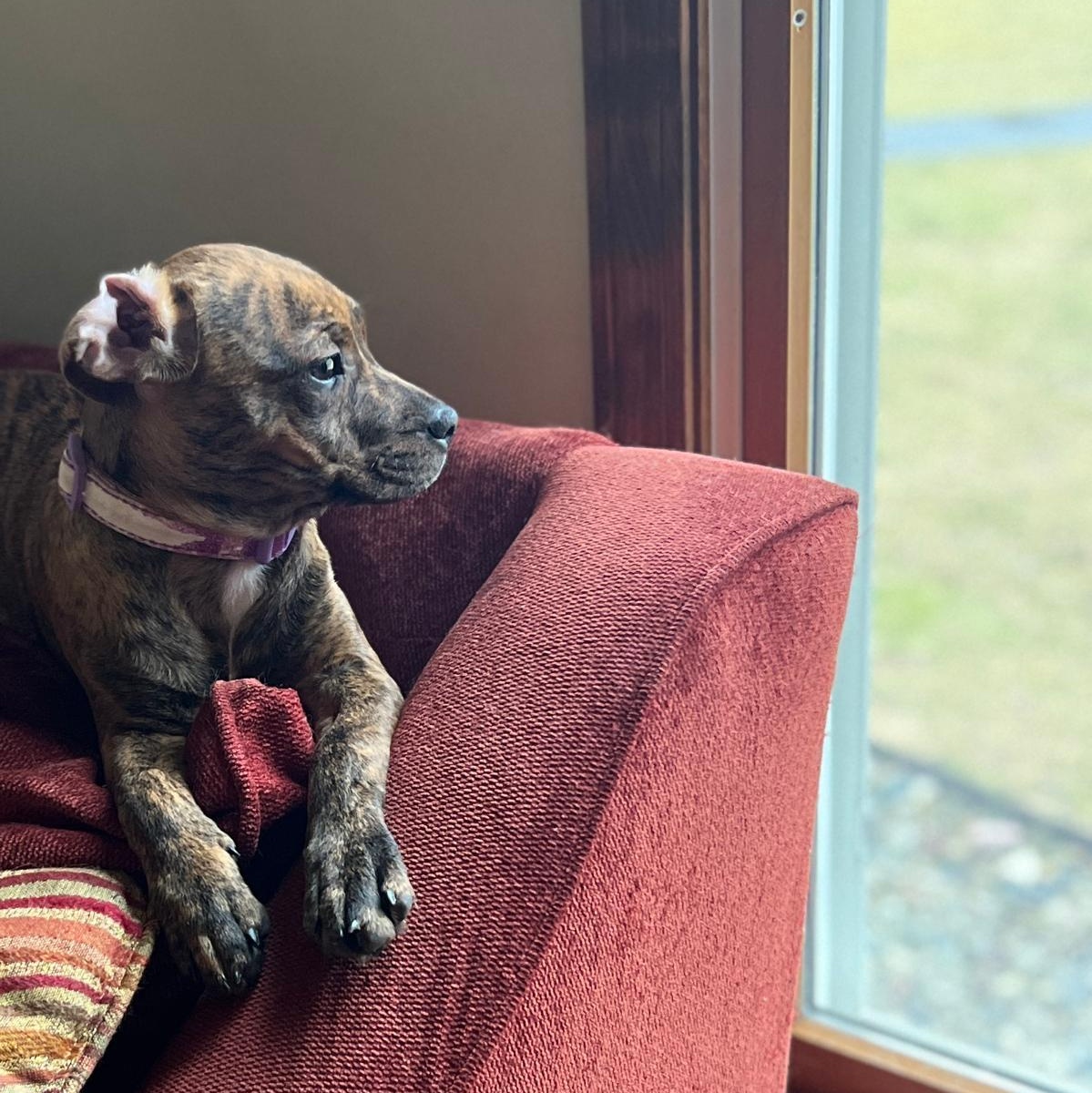 Enlarge Careen, an adopted mixed breed in Midland, MI image 2/6