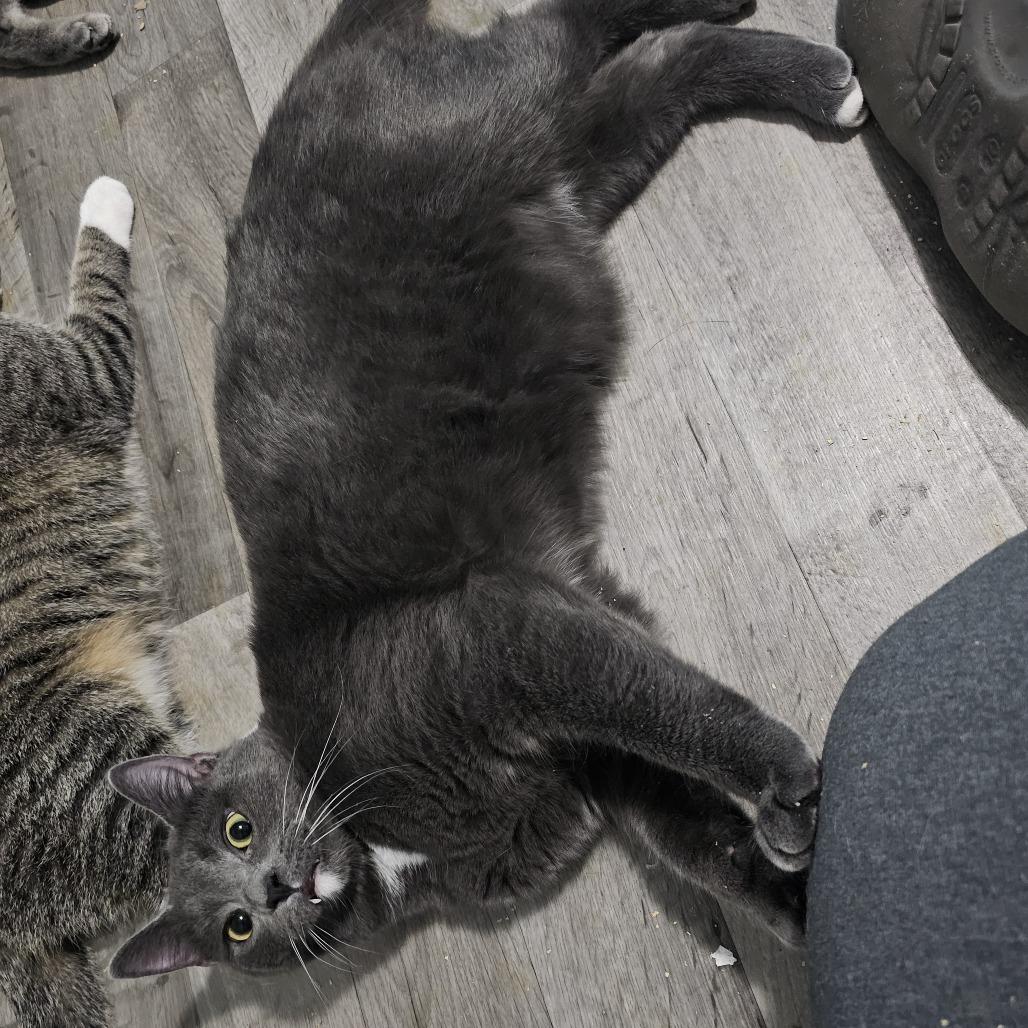 Juniper, Adoptable, Young Male Domestic Short Hair.