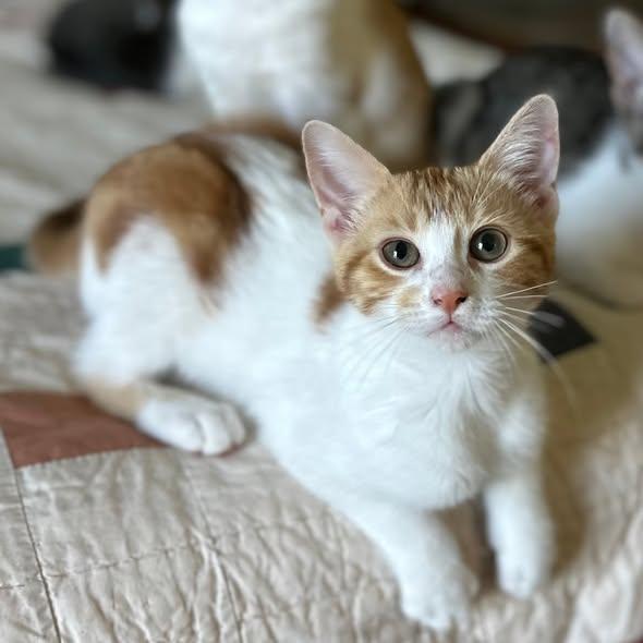 Millie, an adopted Domestic Short Hair in Flint, TX image 1/5