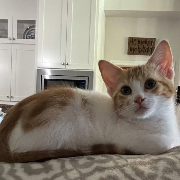 Millie, an adopted Domestic Short Hair in Flint, TX image 5/5