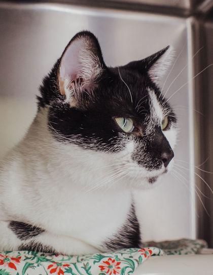 Jack, Adoptable, Kitten Male Domestic Short Hair & Domestic Short Hair.