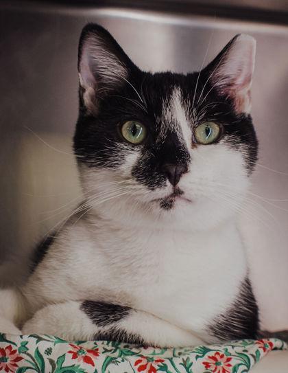 Jack, a Adoptable mixed breed in Elmira, NY image 2/2