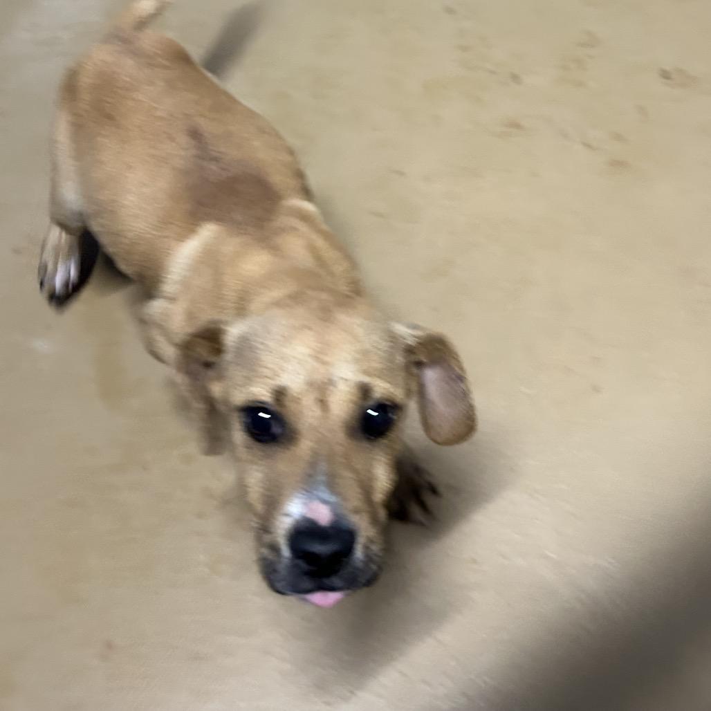 Tommy, Adoptable, Puppy Male Terrier & Mixed Breed.