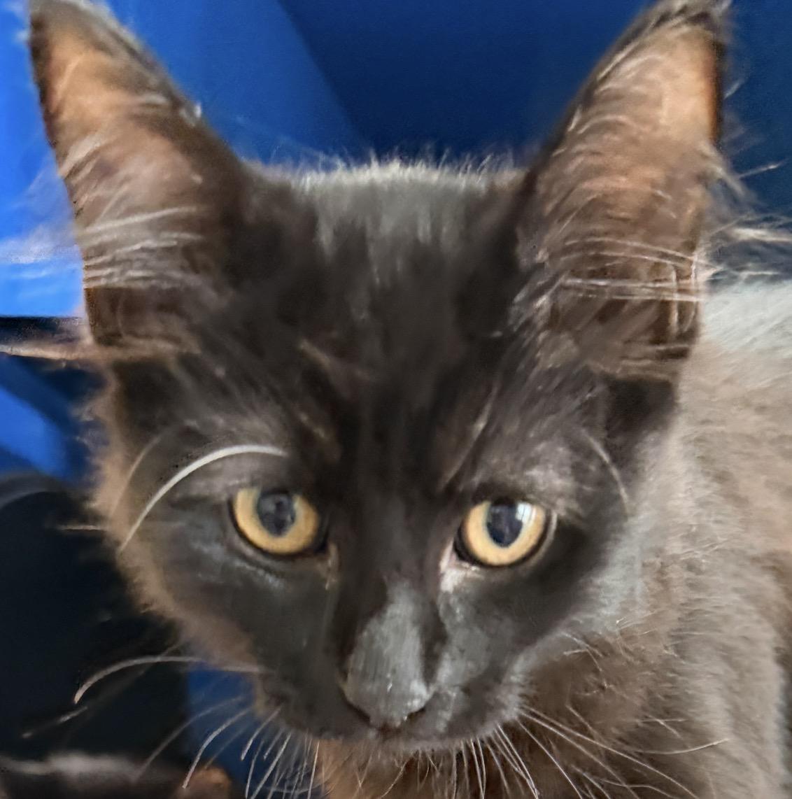 Enlarge Crow, a Adopted Domestic Medium Hair in Sault Sainte Marie, MI image 1/1