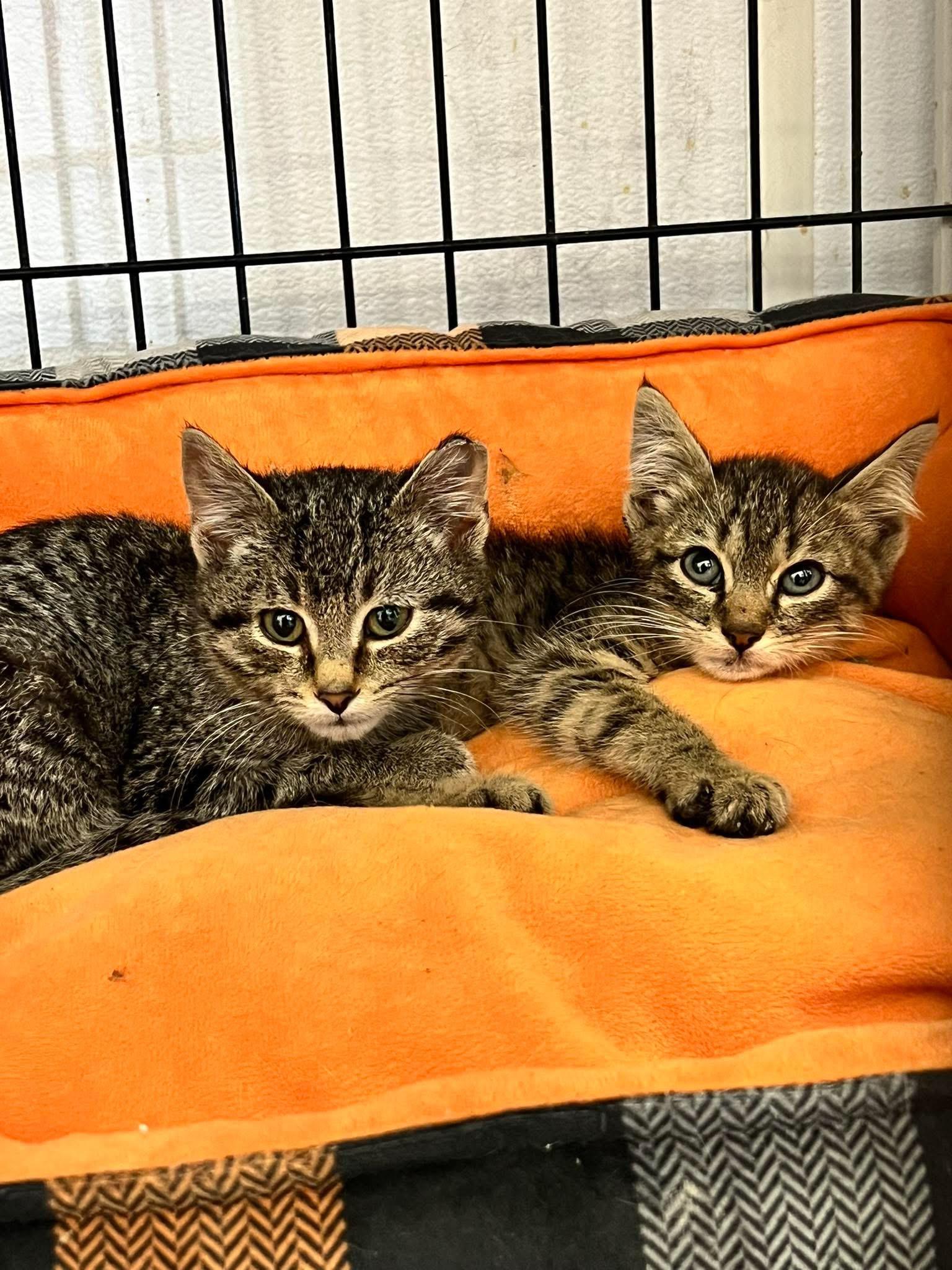 Enlarge Branson, a ADOPTABLE Domestic Short Hair in Faribault, MN image 2/4