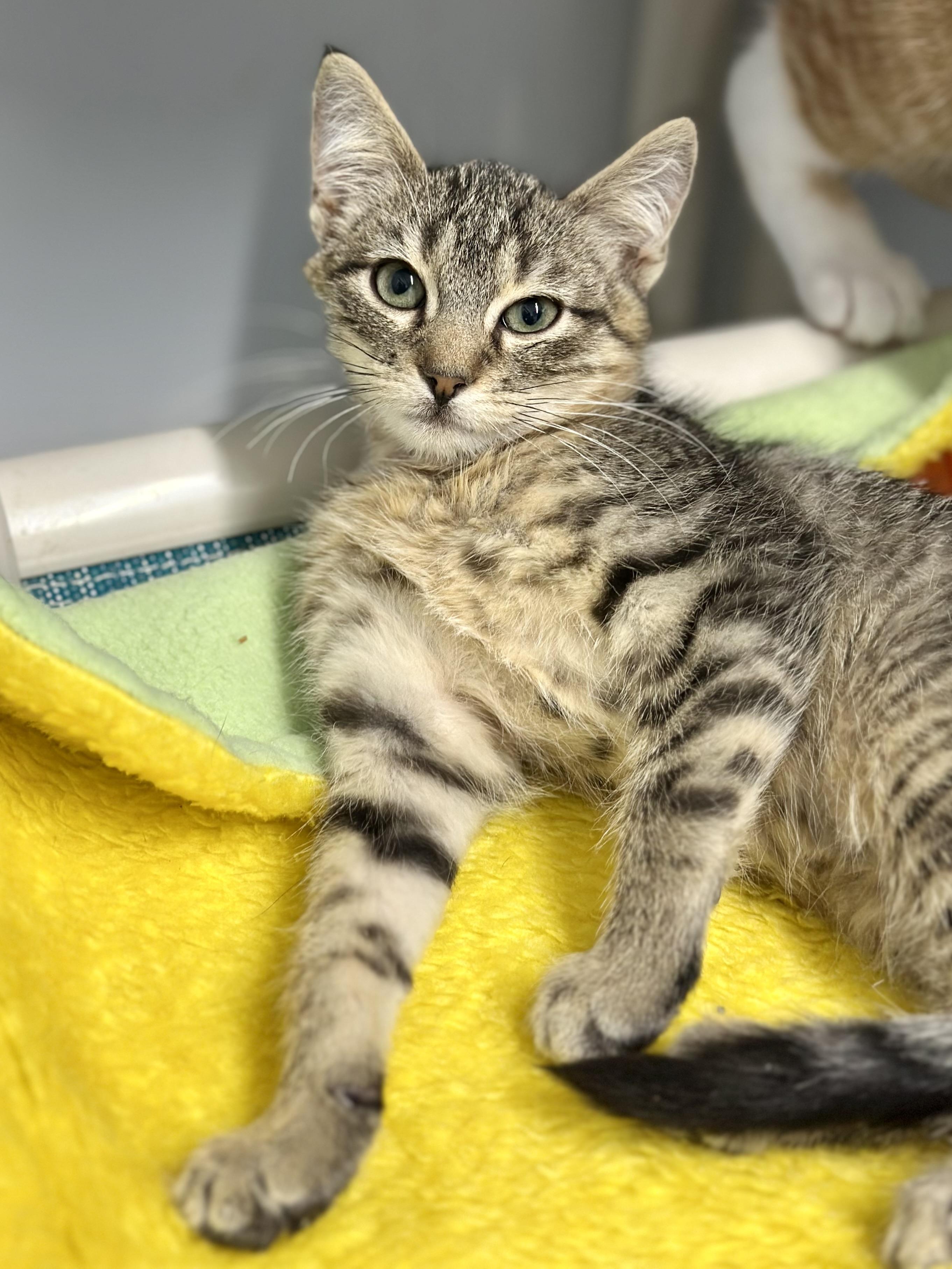 Enlarge Branson, a ADOPTABLE Domestic Short Hair in Faribault, MN image 1/4