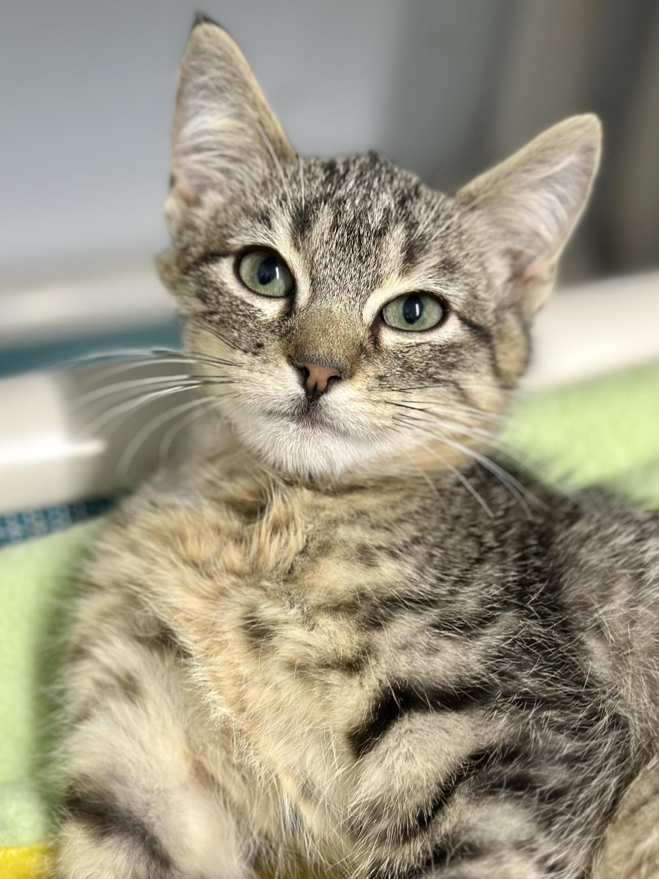 Enlarge Branson, a ADOPTABLE Domestic Short Hair in Faribault, MN image 3/4