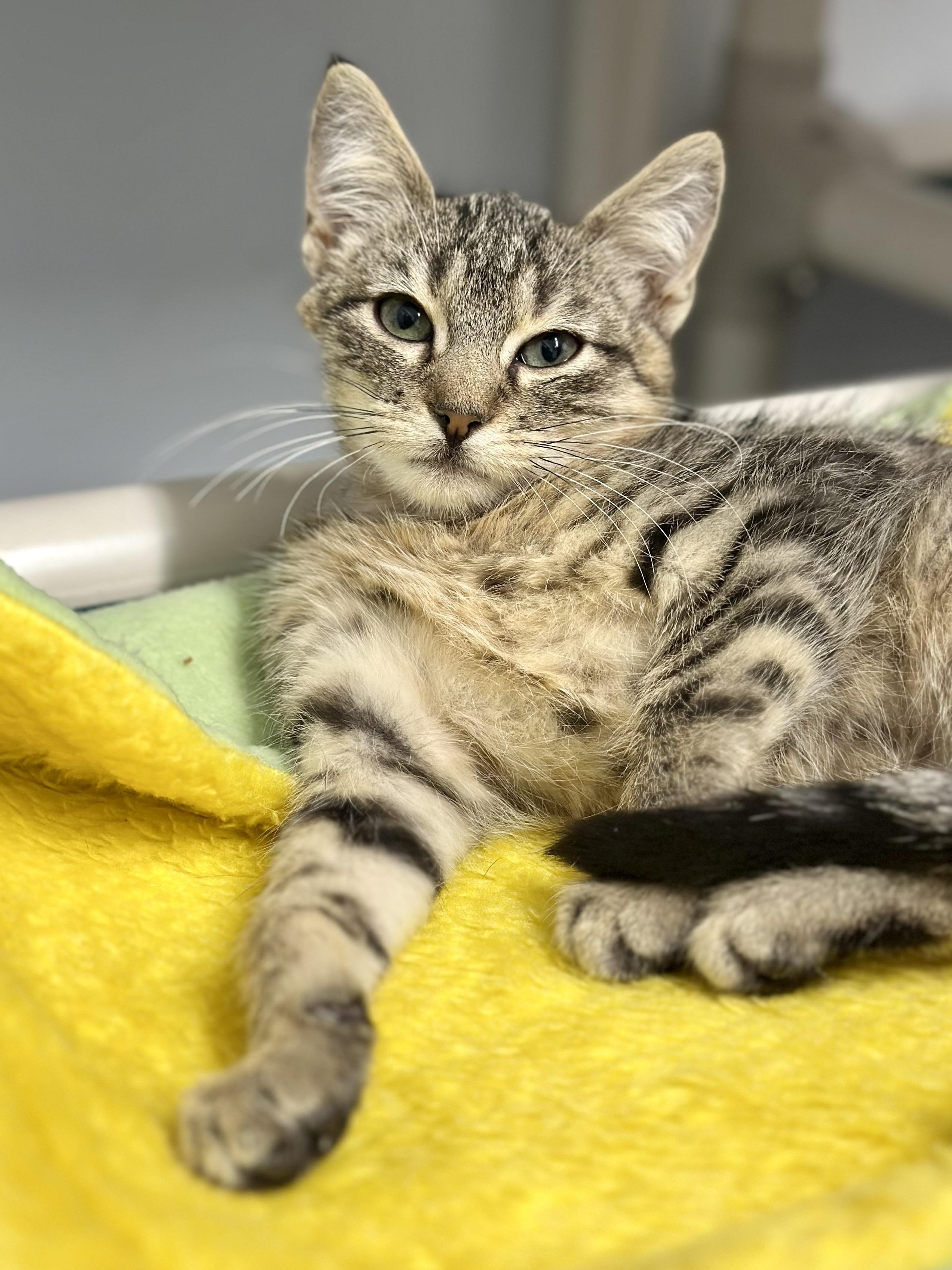 Enlarge Branson, a ADOPTABLE Domestic Short Hair in Faribault, MN image 4/4